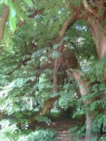 /album/chambourcy-14-mai-2011/dsc02640-jpg/