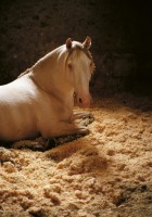 /album/la-voie-de-lecuyer/a17-jpg/