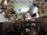 /album/musee-chasse-nature/dscn3872-jpg/