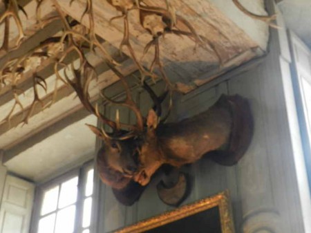 Célèbre trophée : deux "dix cors" aux bois enchevêtrés, qui sont morts en se combattant.