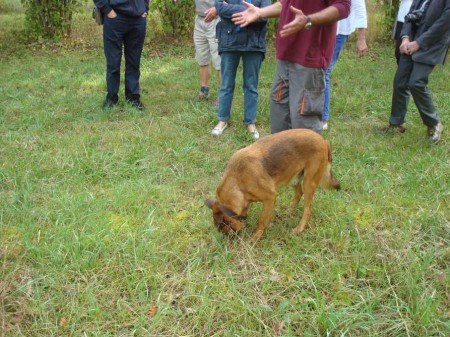 Nous (le chien) trouvons la première truffe.