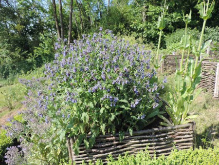 Les plantes y sont ordonnées en espaces cultivés, eux-mêmes limités par des bordures en bois, des plates-bandes, ou des fascines en branches (plessis) de saule, d'osier tressé de coudrier ou de châtaignier.