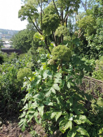 ANGELIQUE. L'espèce utilisée en confiserie est "Angelica archangelica", très rare à l'état sauvage.