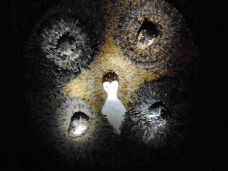 Superbe plafond du cabinet de Diane.