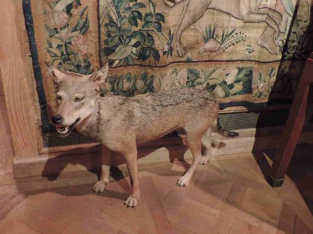 Selon une conception du moyen âge, le cerf (le Christ), peut collaborer avec le loup, (le Diable).